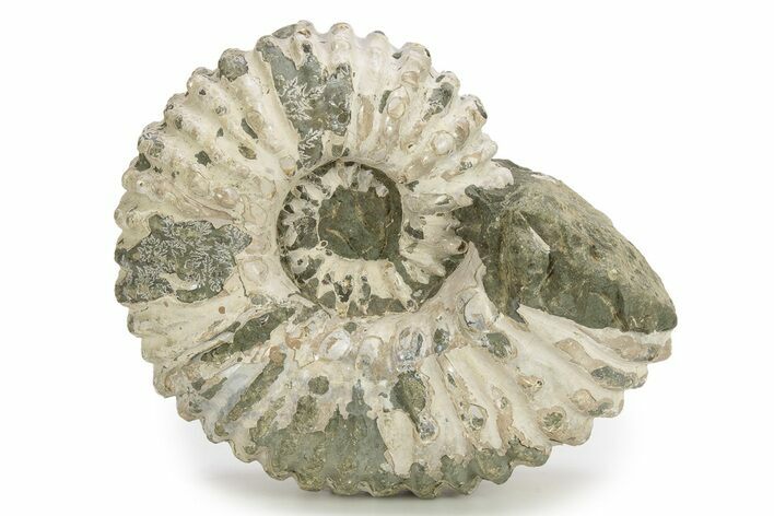 Bumpy Ammonite (Douvilleiceras) Fossil - Madagascar #254919